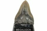 Serrated, Fossil Megalodon Tooth - South Carolina #204586-2